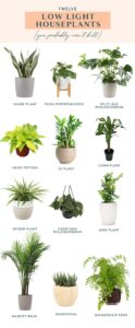 15 Best Indoor Plants for Beginners