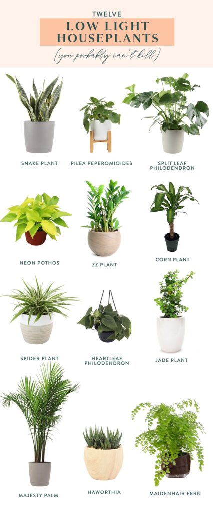 15 Best Indoor Plants for Beginners (Easy, Beautiful & Hard to Kill)