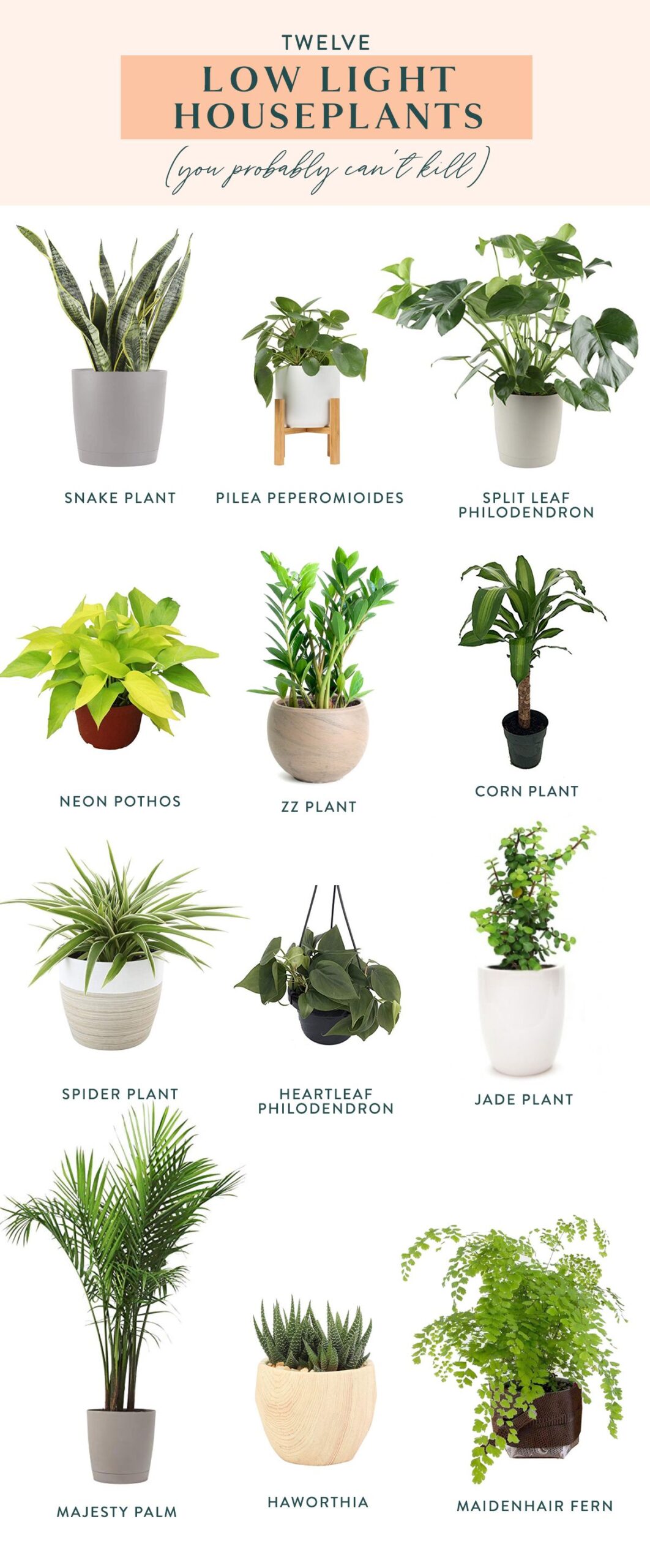 15 Best Indoor Plants for Beginners
