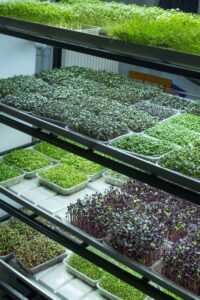 The Complete Beginner's Guide to Growing Food at Home