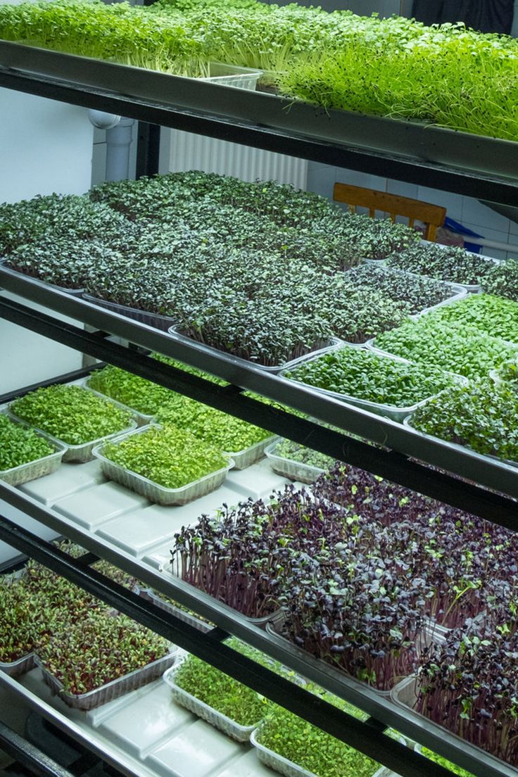 The Complete Beginner's Guide to Growing Food at Home