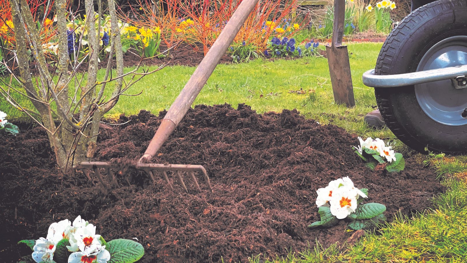 Autumn garden maintenance with planting fallen leaves and seasonal cleanup