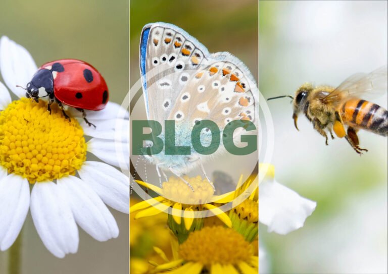 Beneficial insects such as ladybugs hoverflies and lacewings visiting flowers in a healthy garden