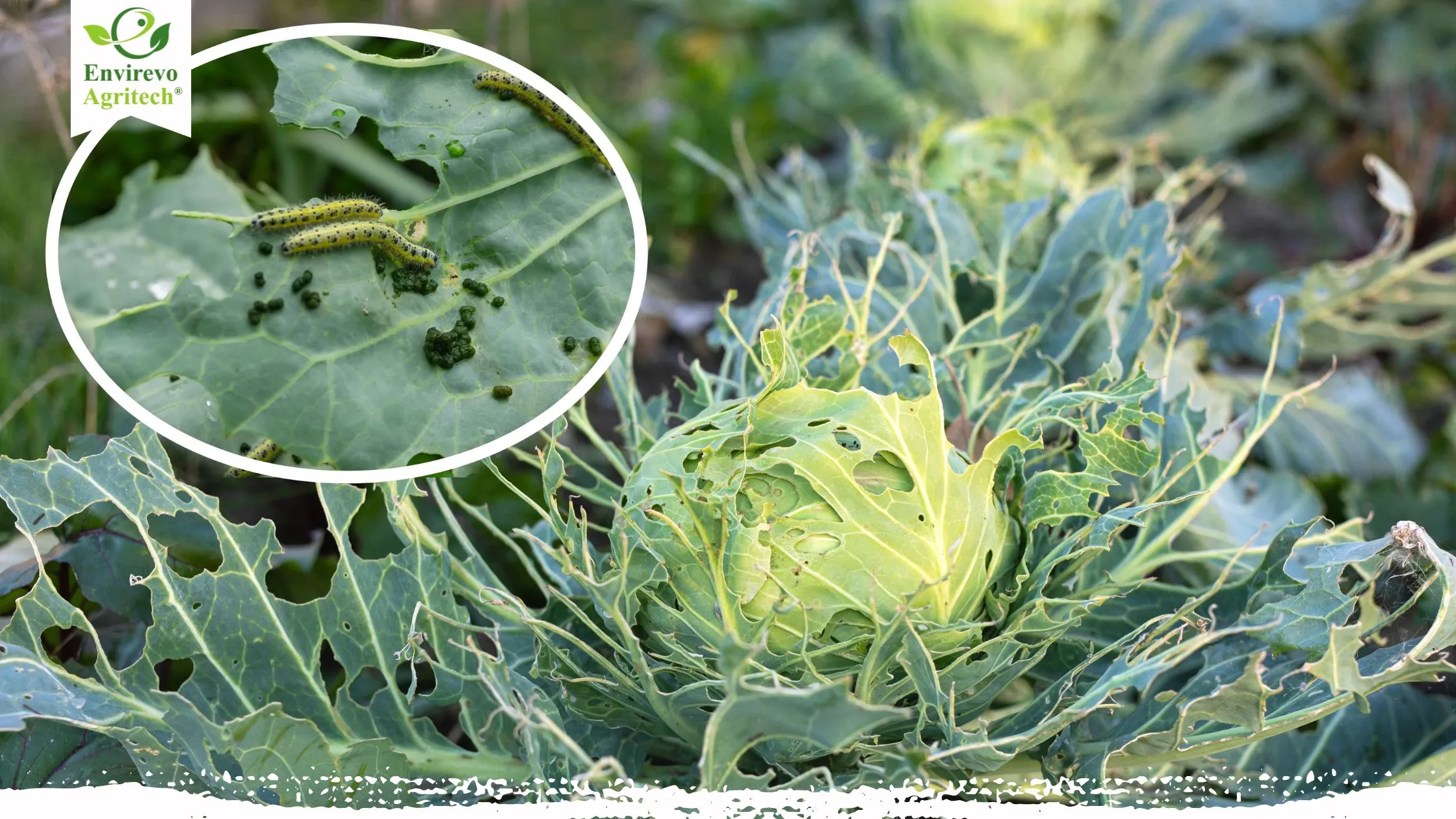 Cabbage worm damage on broccoli leaves and a common garden caterpillar pest