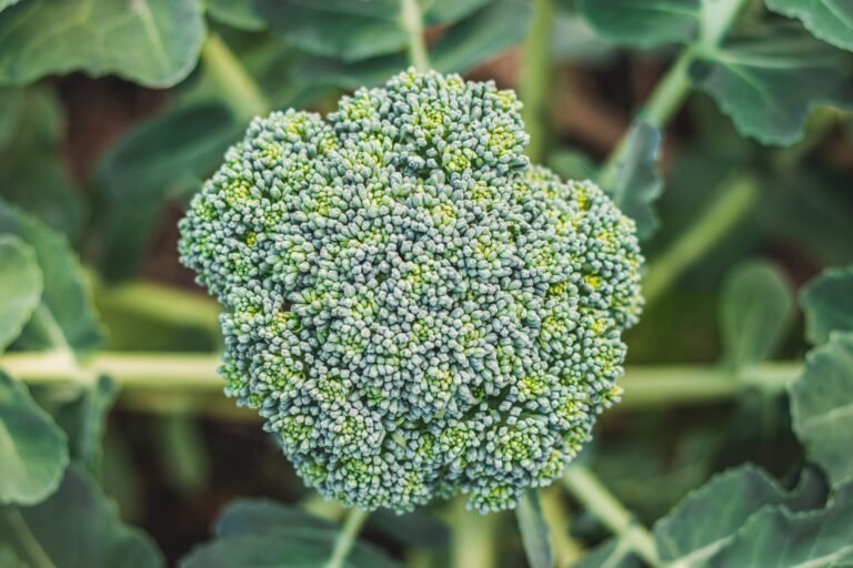 Healthy broccoli heads growing in a home vegetable garden