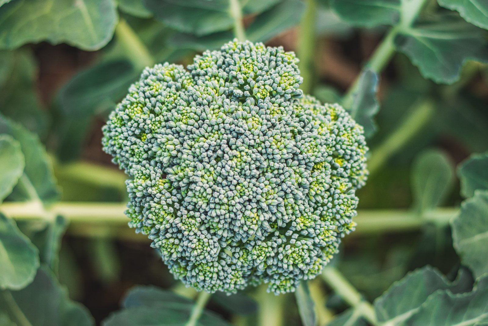Healthy broccoli heads growing in a home vegetable garden