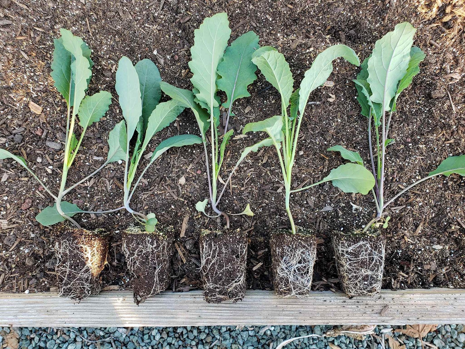Broccoli seedlings being transplanted into prepared garden soil