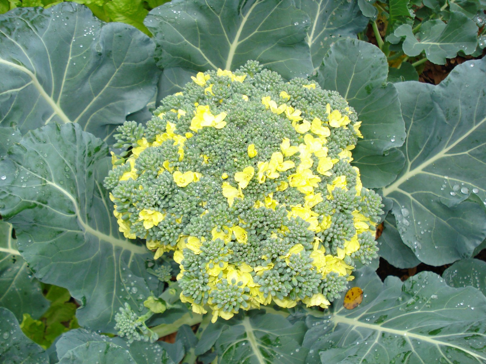 Broccoli plant producing side shoots after the main head was harvested