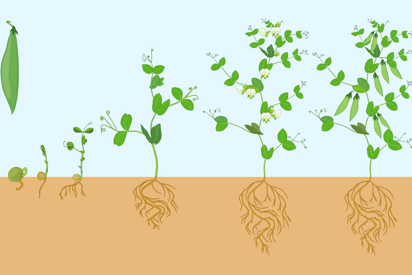 Planting green bean seeds directly into warm garden soil