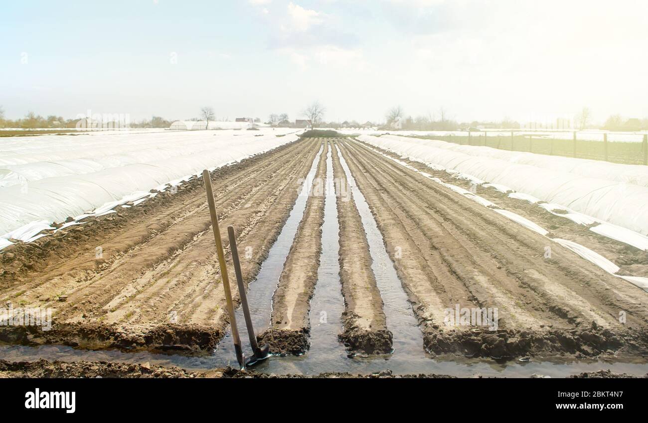 Sowing carrot seeds in shallow rows of fine loose garden soil