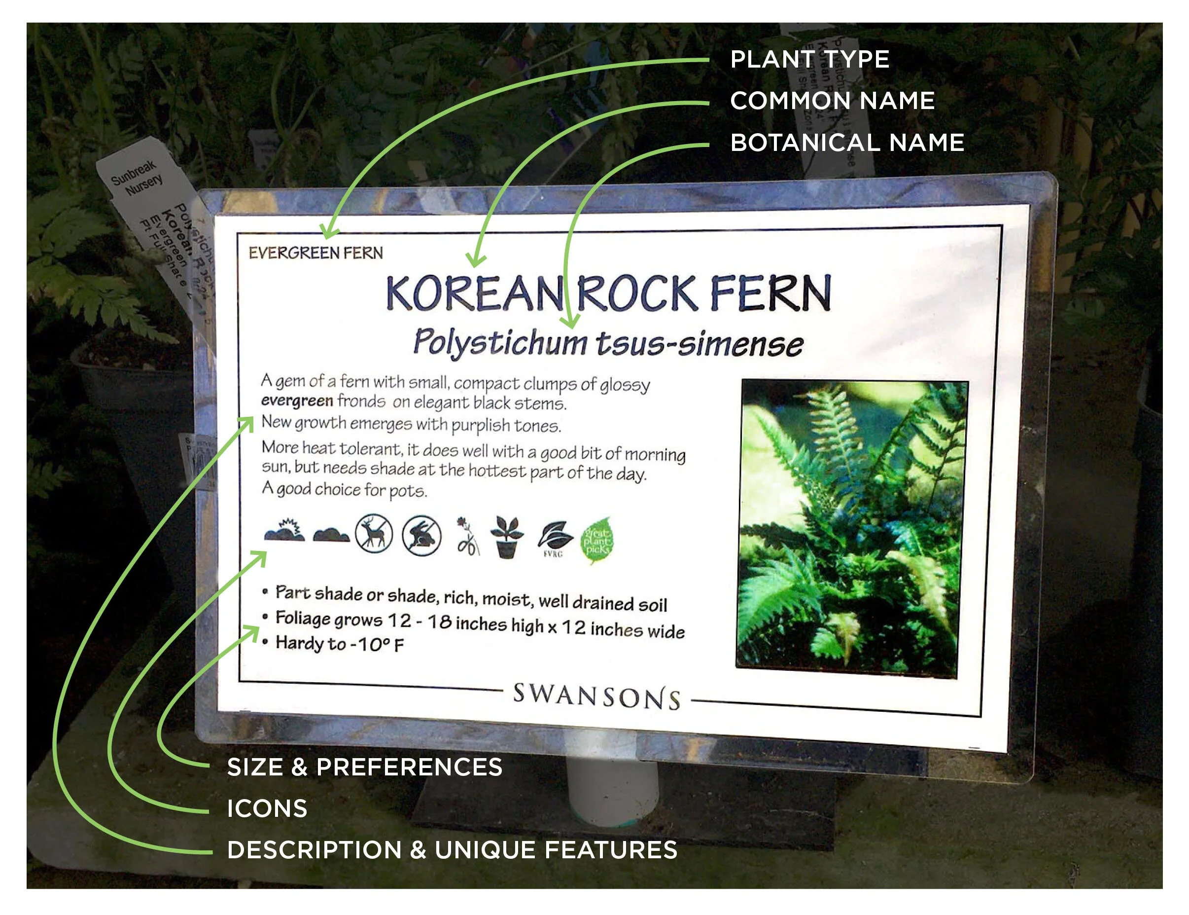 Choosing garden plants at a nursery based on sunlight soil and mature size