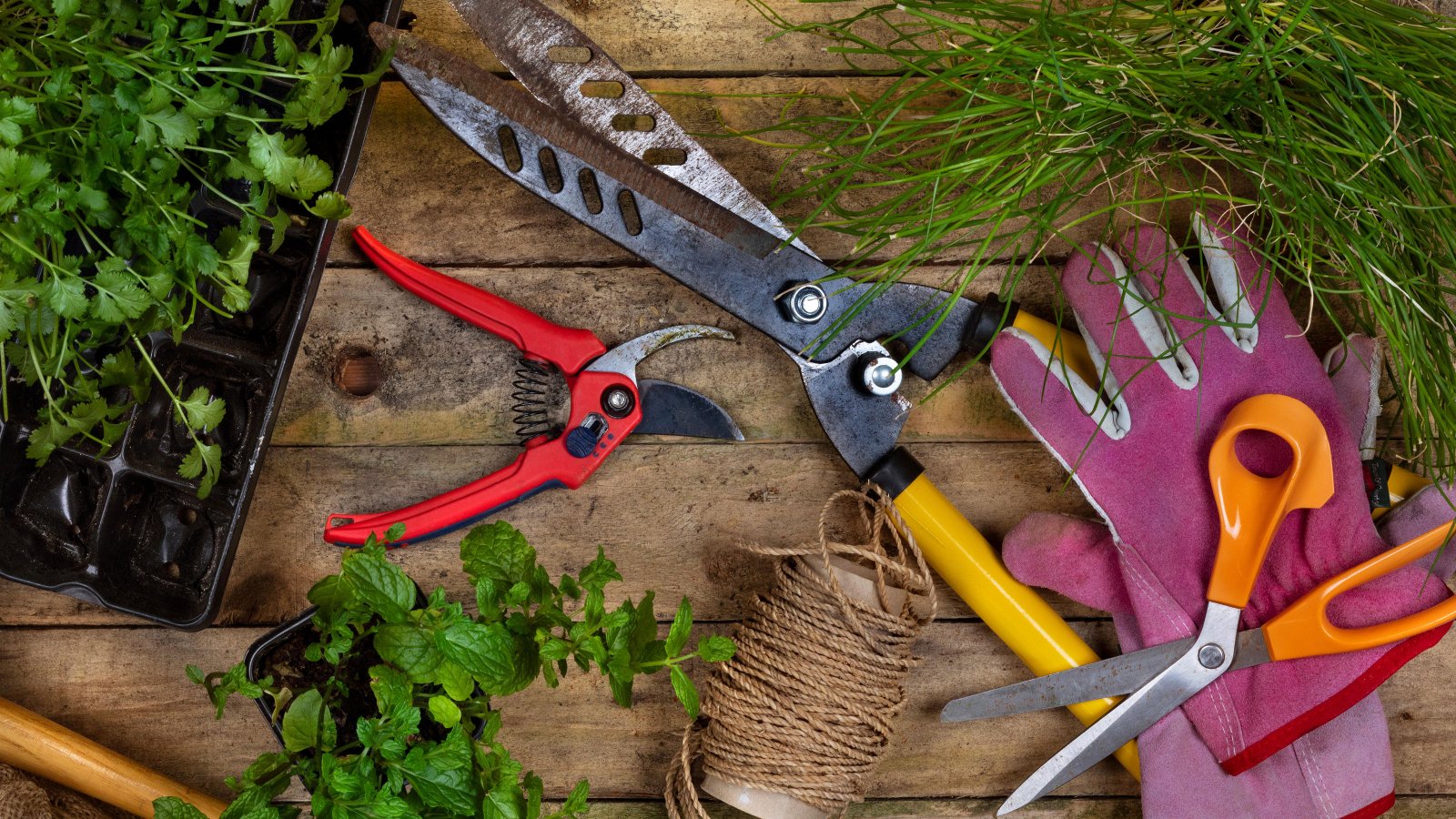 Cleaning and disinfecting pruning shears between garden plants