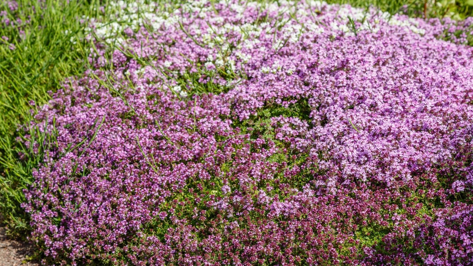 Low-growing groundcover used as a lawn replacement in a home garden