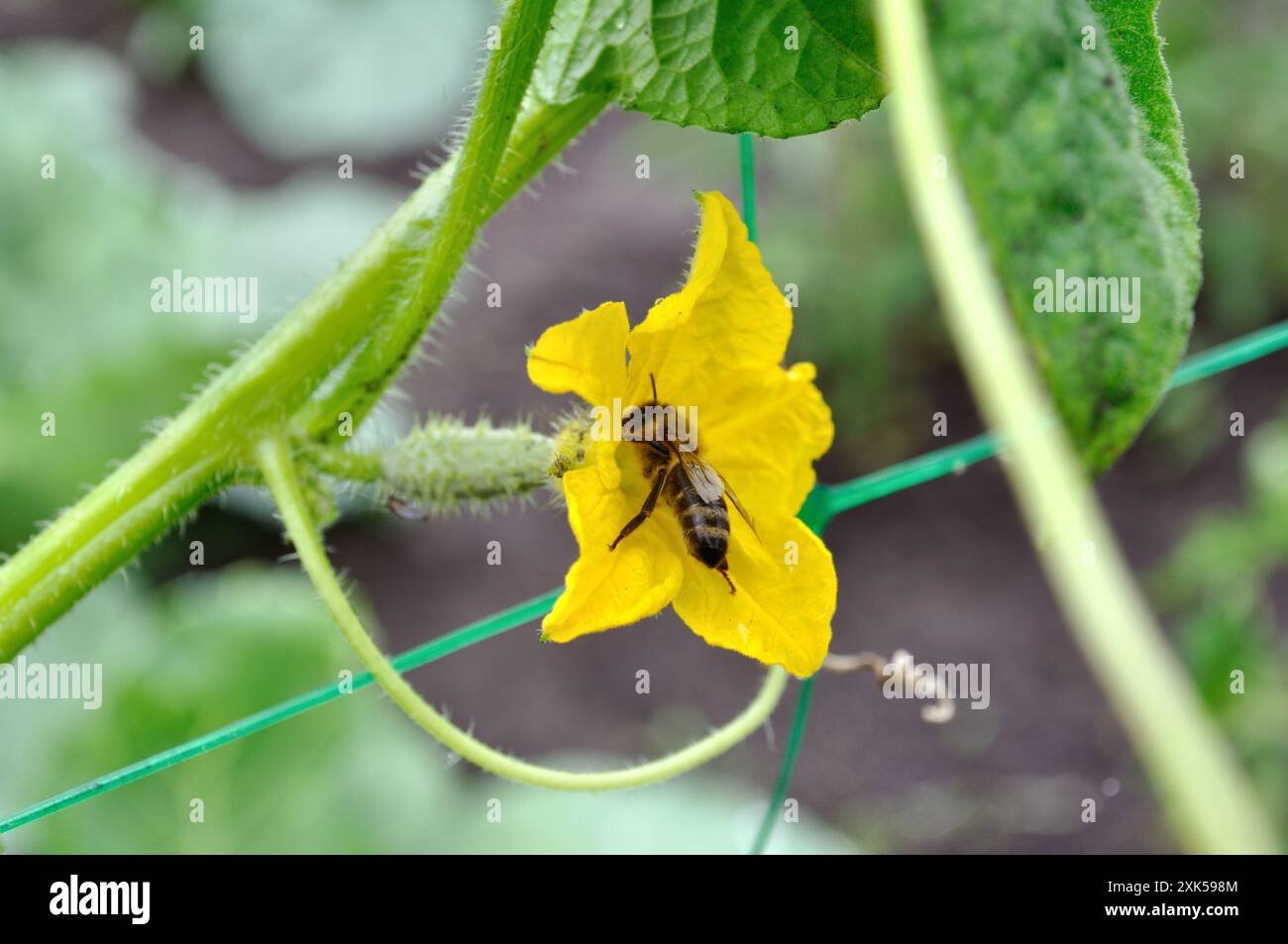Cucumber flowers being pollinated in a home vegetable garden