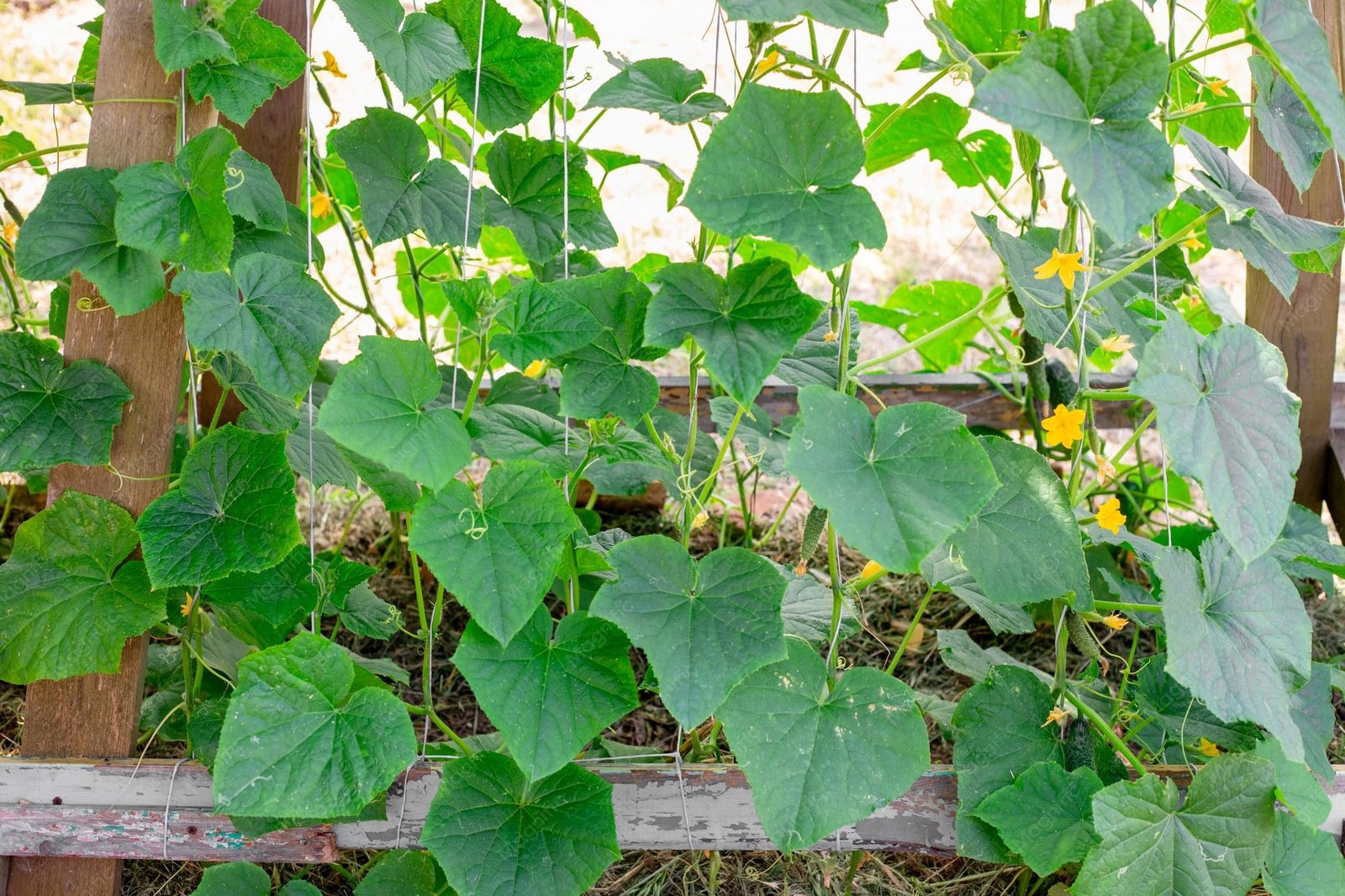 Young cucumber vines trained vertically on a garden trellis