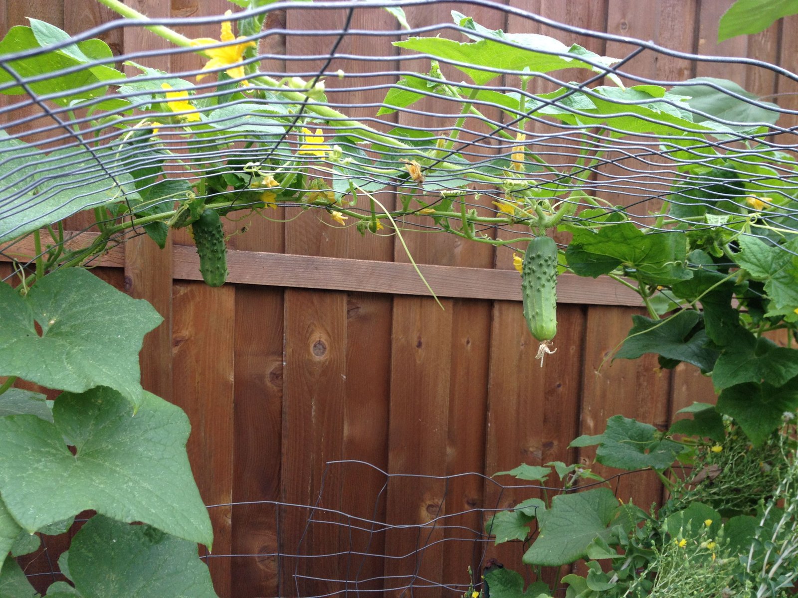 Healthy cucumber vines climbing a sturdy garden trellis
