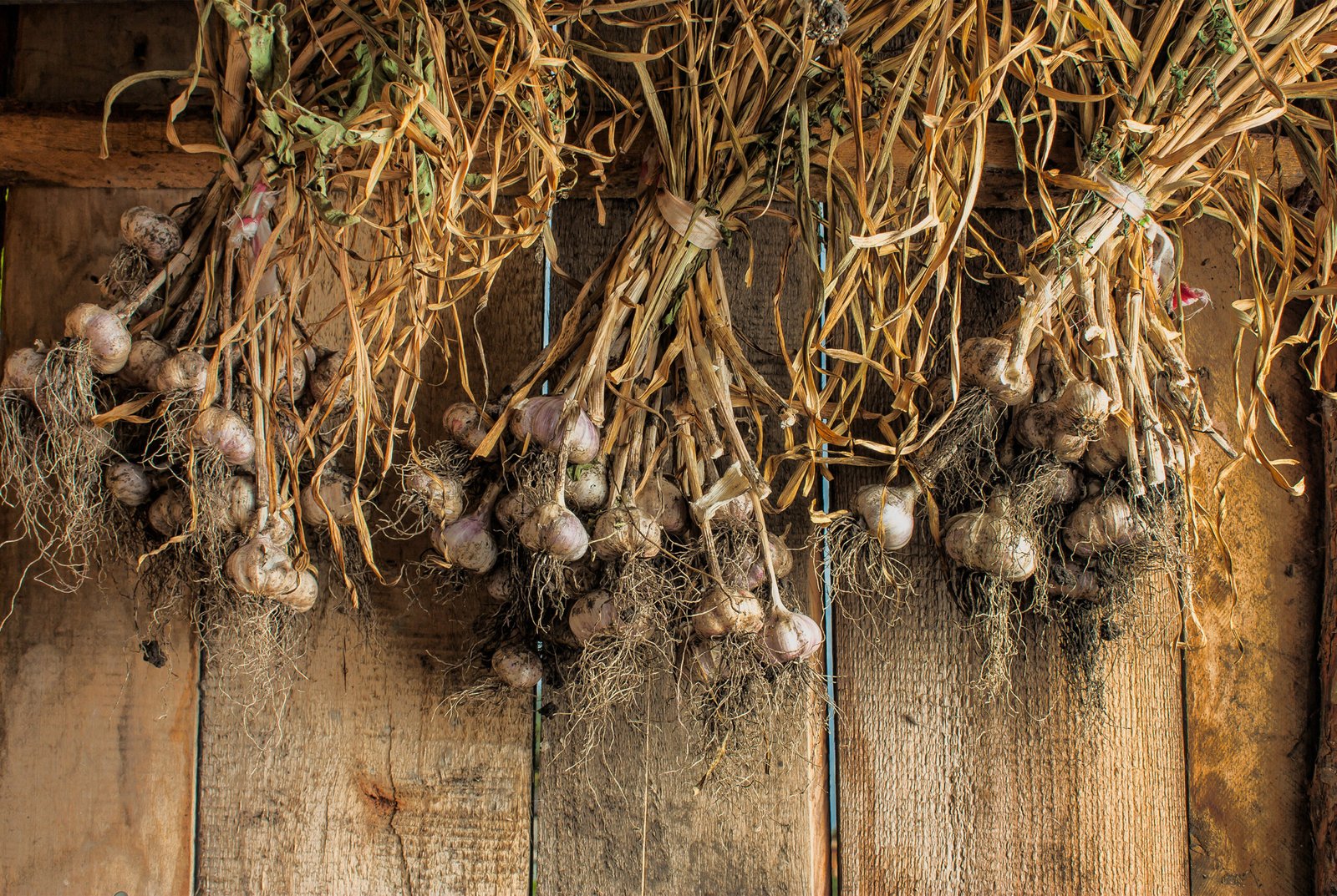 Fresh garlic bulbs curing in a dry shaded place with good airflow