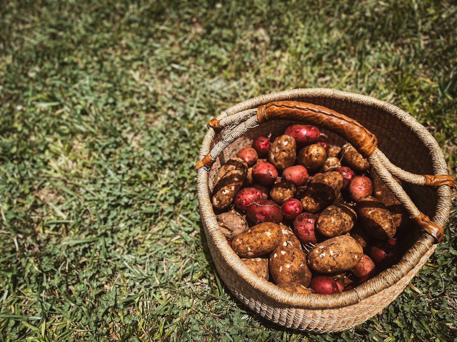 Harvested potatoes curing in a dark ventilated storage area