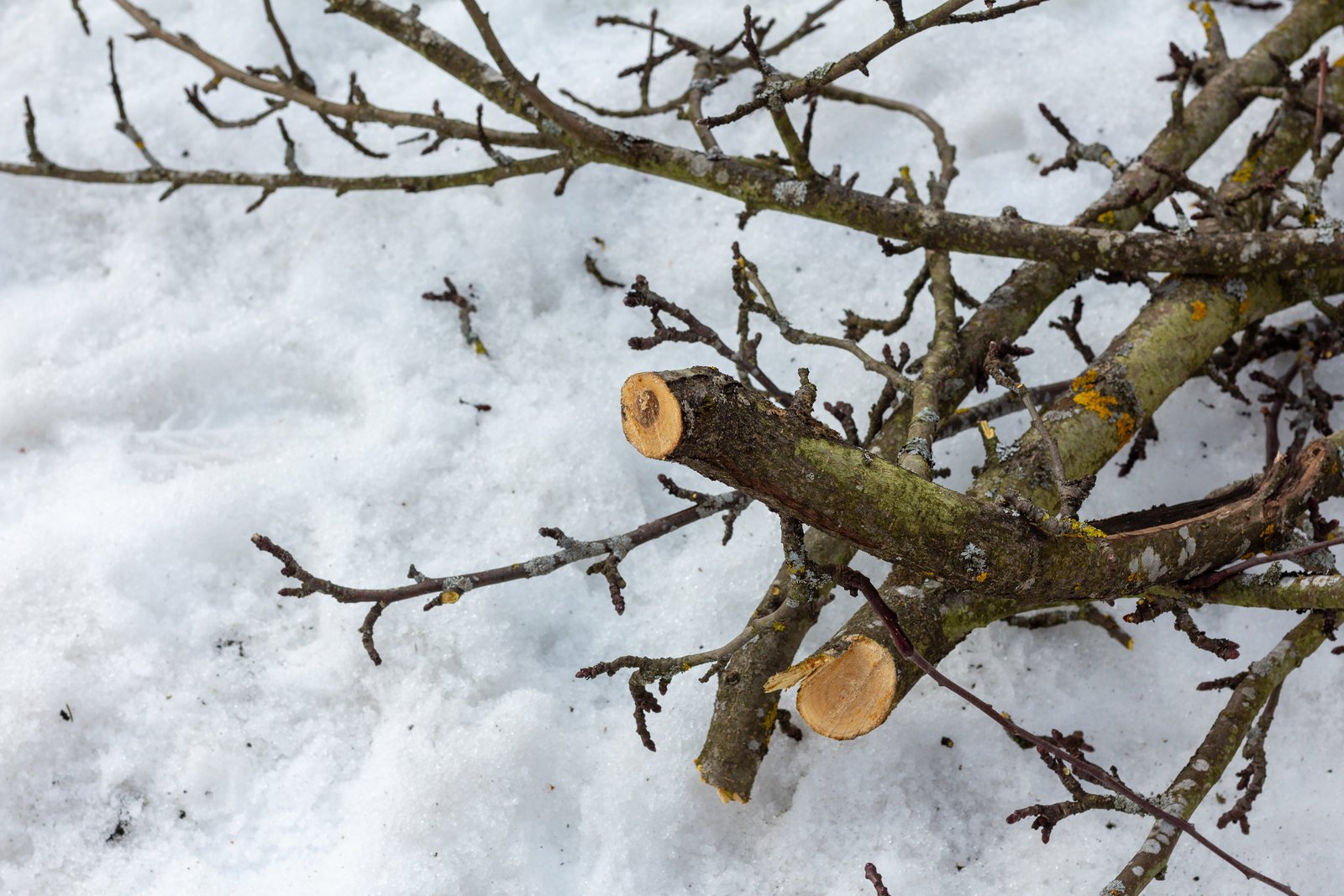 Shrub with dead damaged and crossing branches identified before pruning