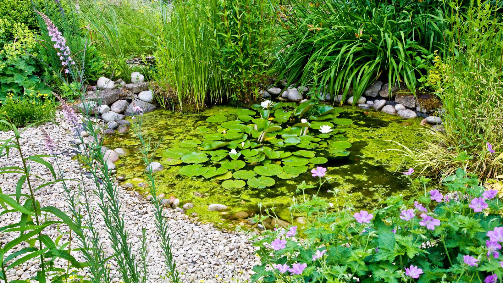Creating a shallow wildlife pond in a home garden