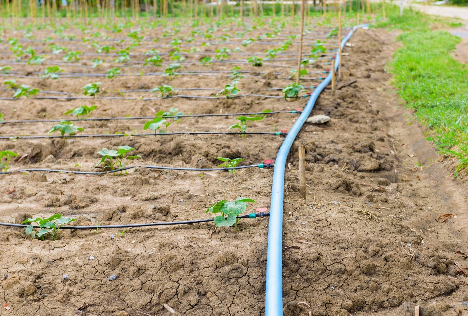 Cucumber plants watered with drip irrigation beneath mulch