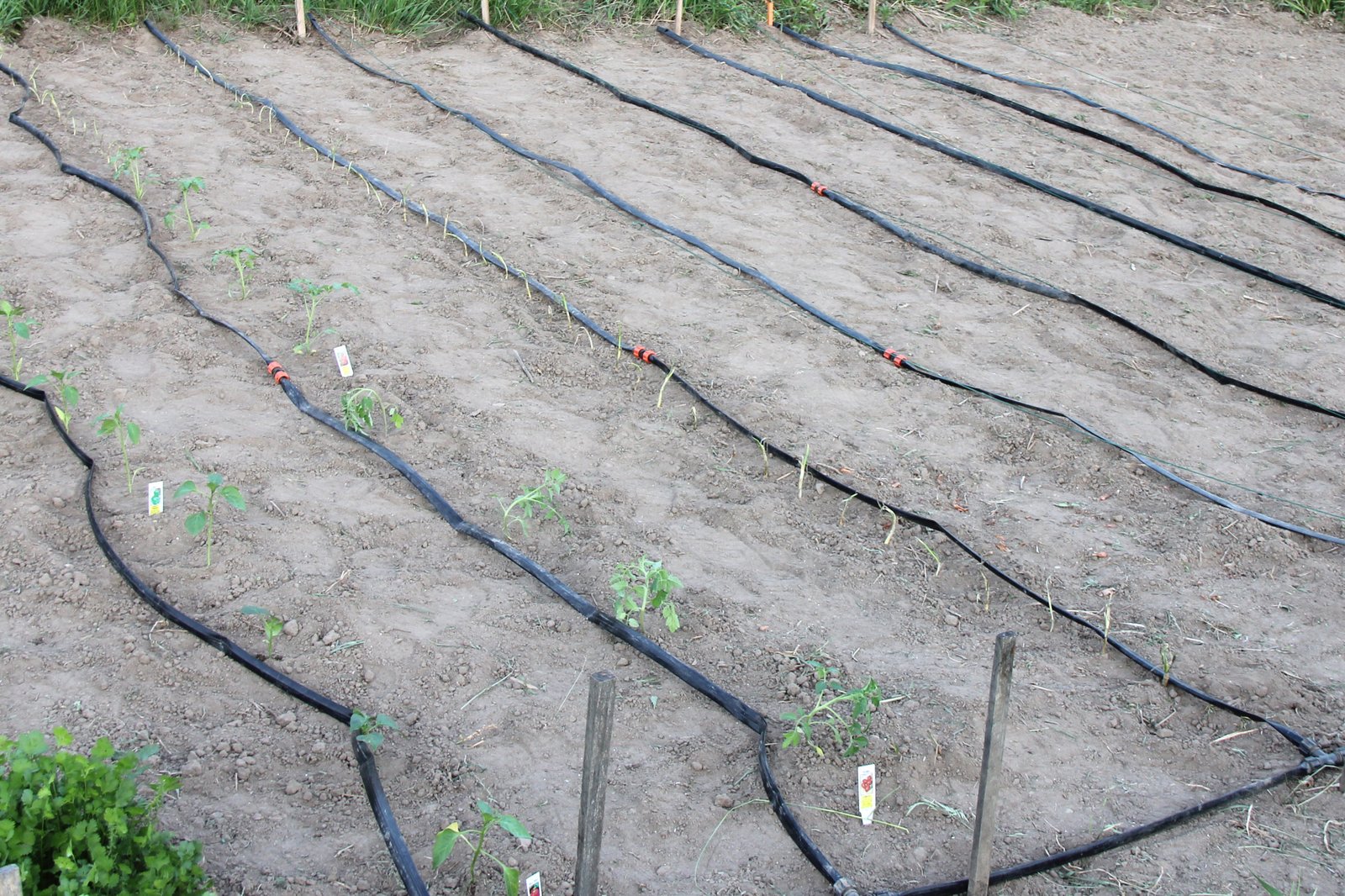 Drip irrigation lines delivering water directly to garden plant roots