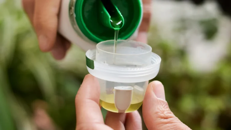 Applying diluted liquid fertilizer to healthy indoor houseplants