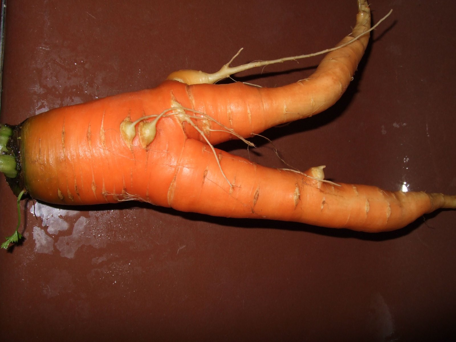Forked and split carrots showing common soil and watering problems