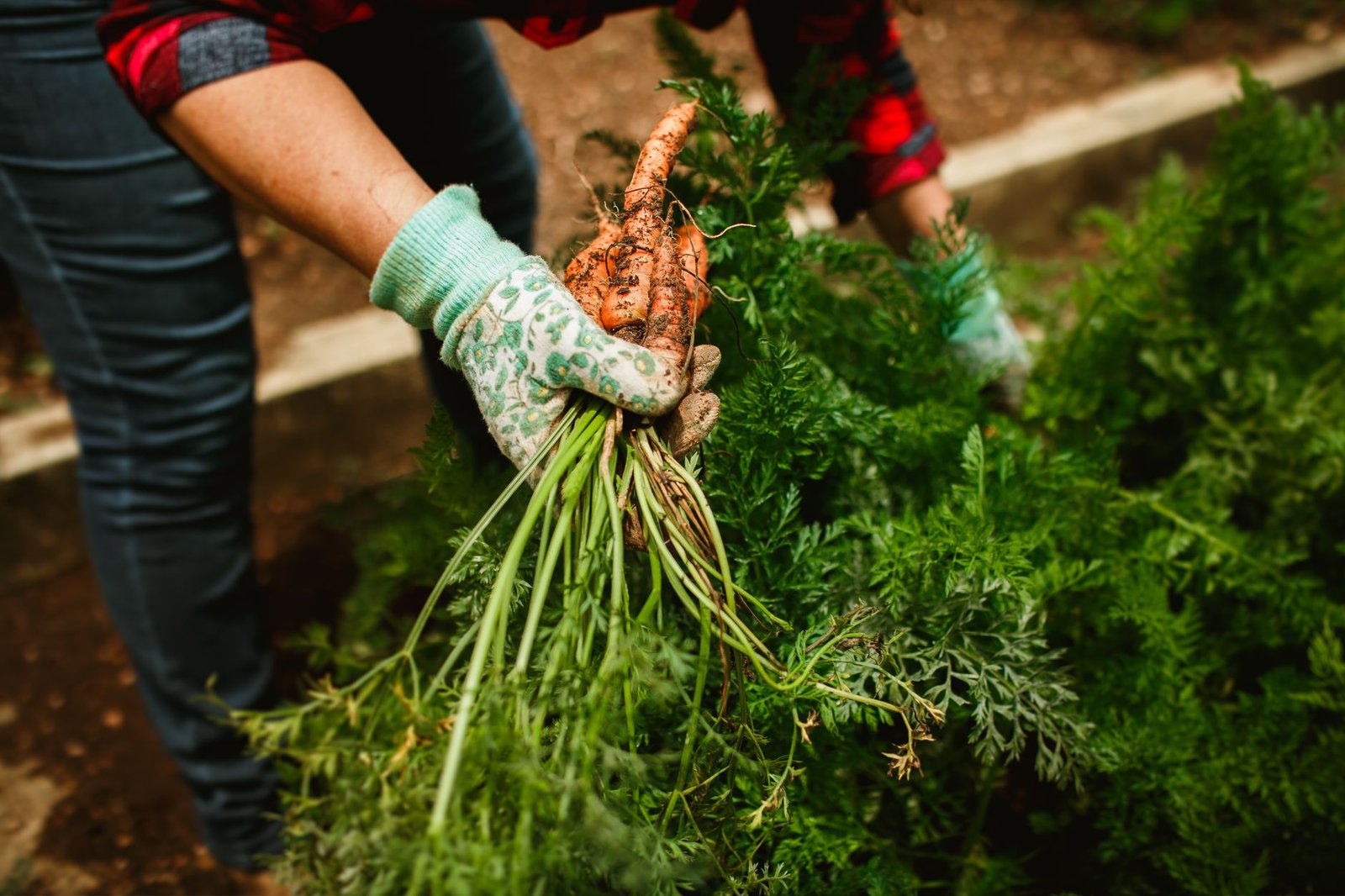 Fresh straight carrots growing in loose soil in a home garden