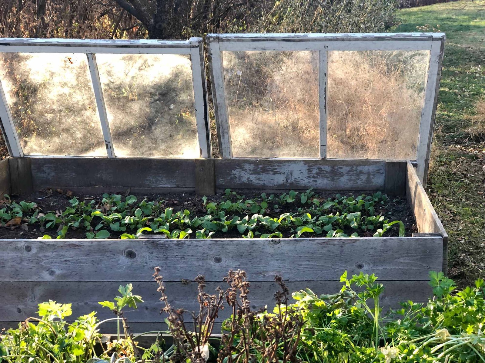 Frost cloth covering a vegetable garden before a cold night