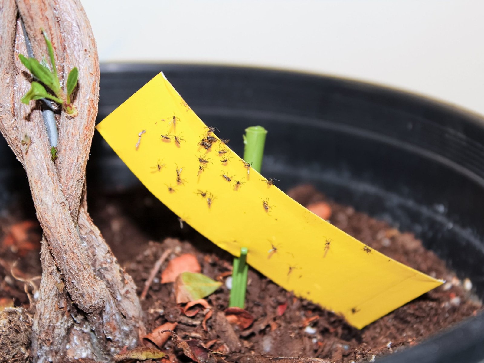Yellow sticky trap catching fungus gnats near indoor potting soil