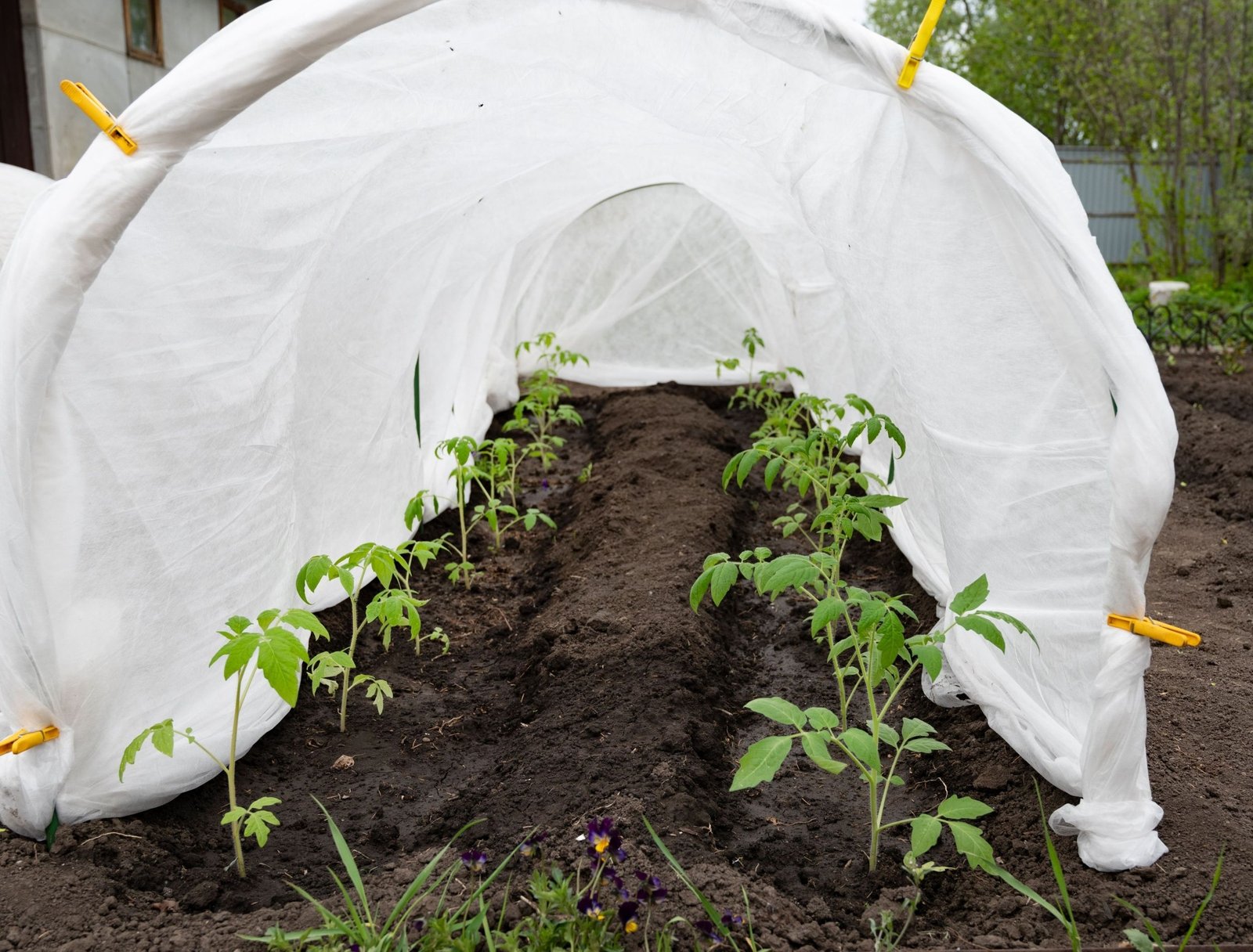 Garden plants protected from heat wind and frost with simple seasonal covers