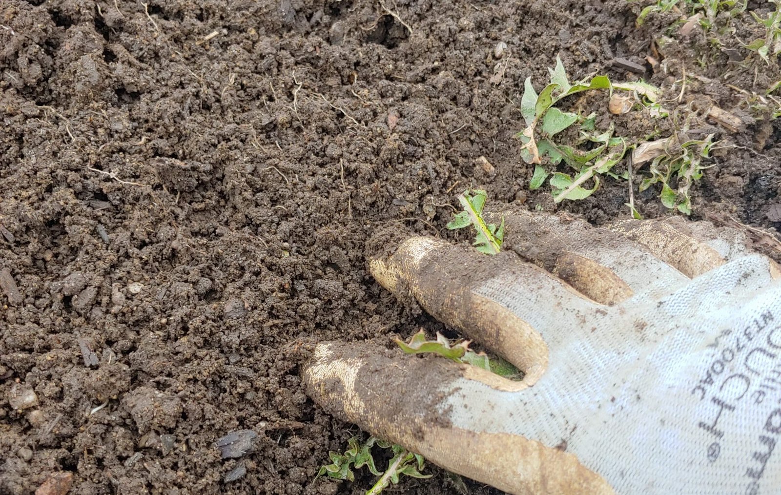 Gardener testing and improving garden soil before planting