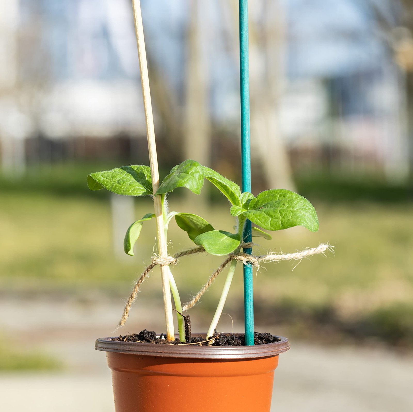Natural jute twine used for plant support instead of plastic garden ties