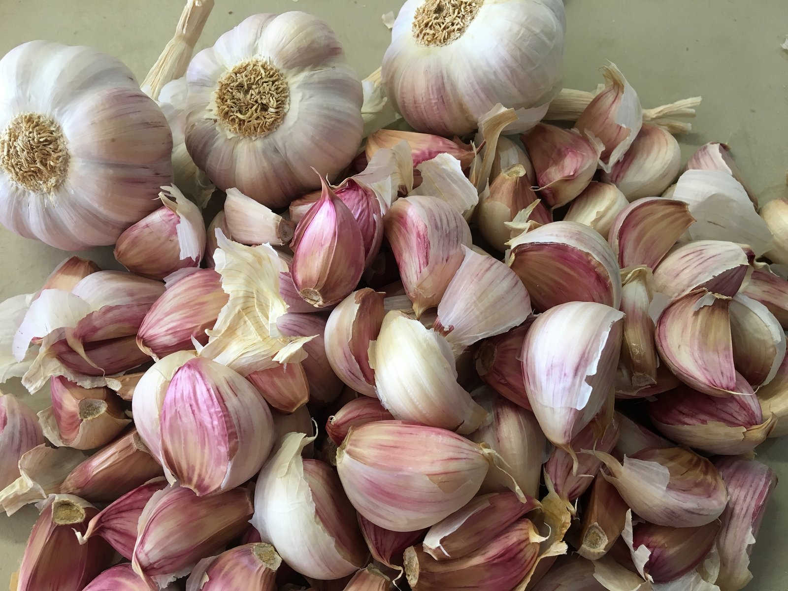 Healthy garlic bulbs harvested from a home vegetable garden