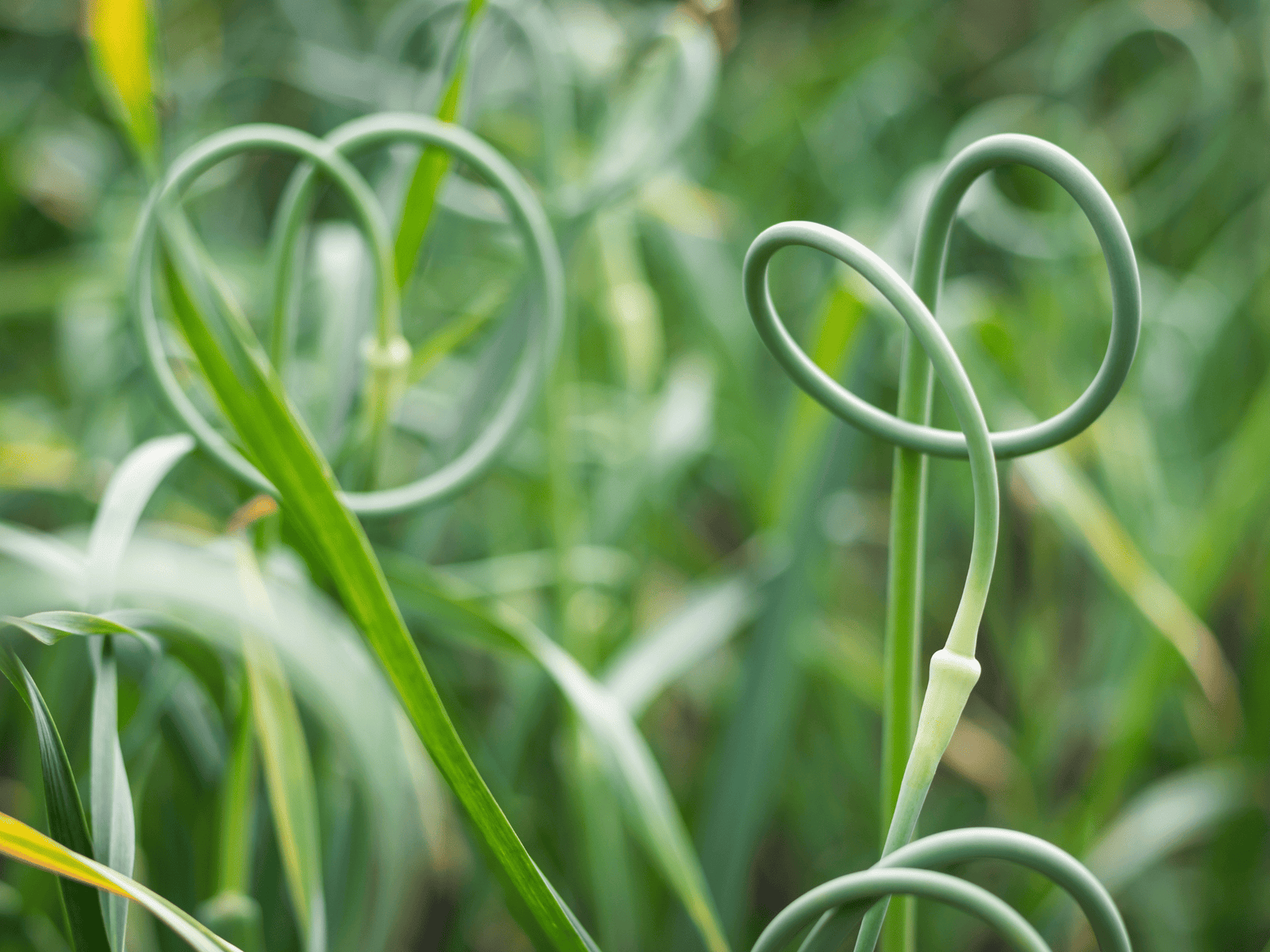 Curly garlic scapes growing on hardneck garlic plants