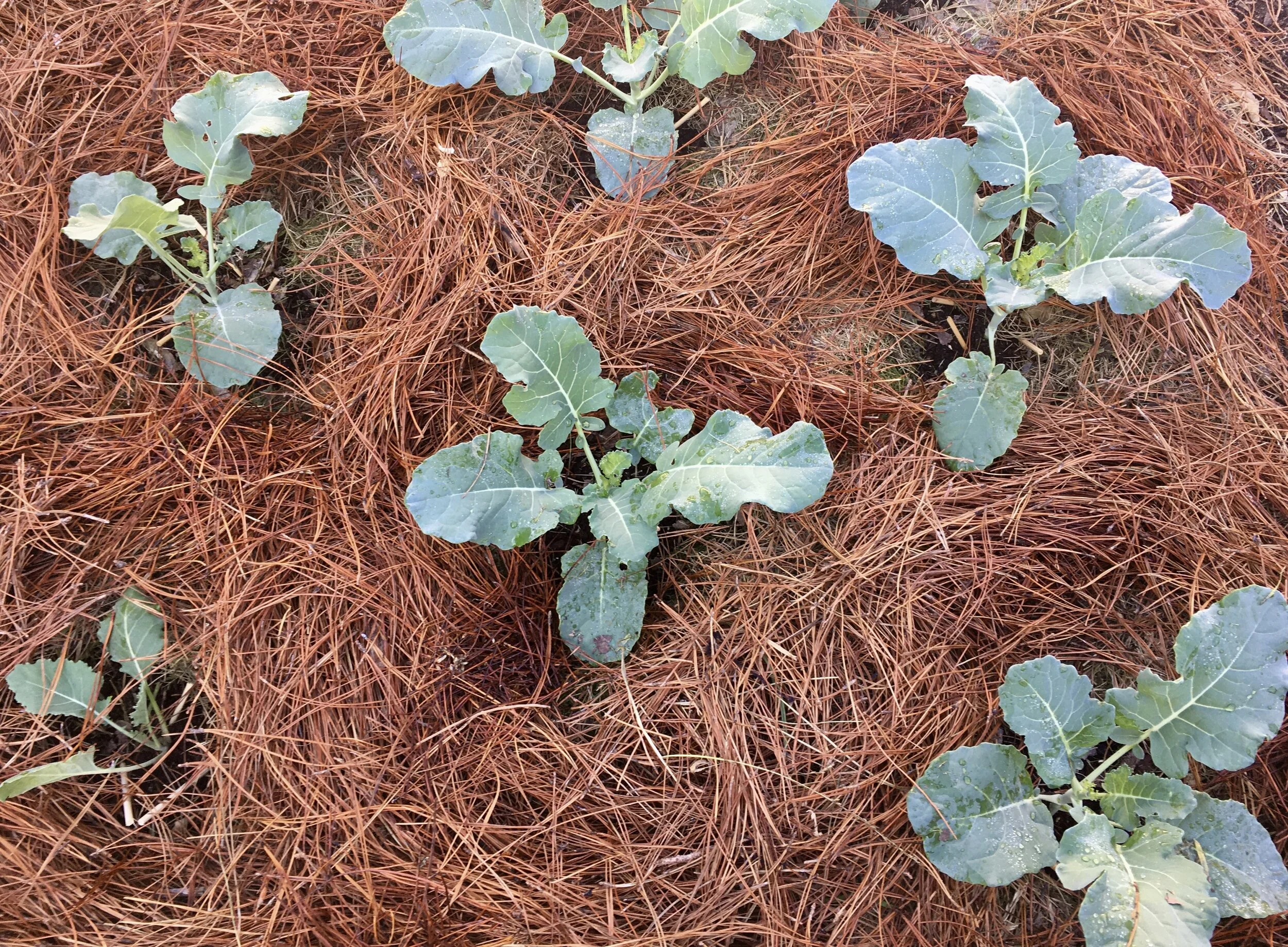 Grass clippings reused as a thin mulch layer in a vegetable garden