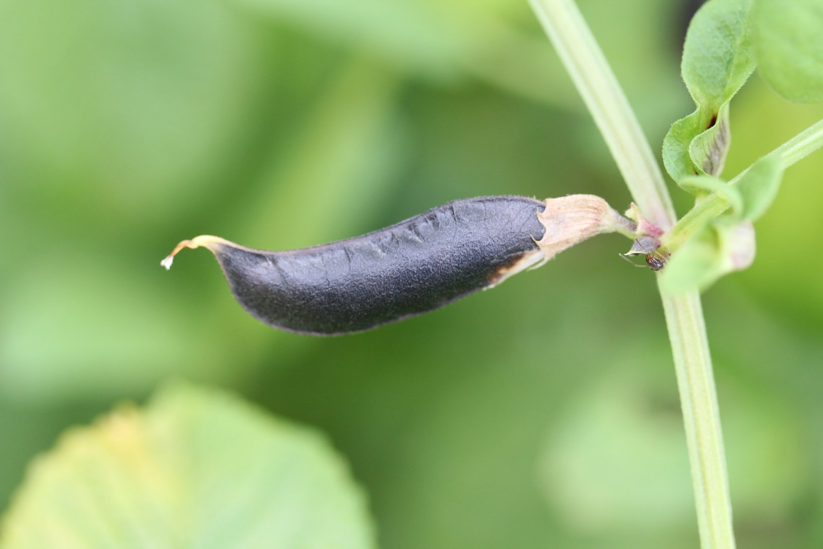 Green bean flowers and young pods developing on healthy plants