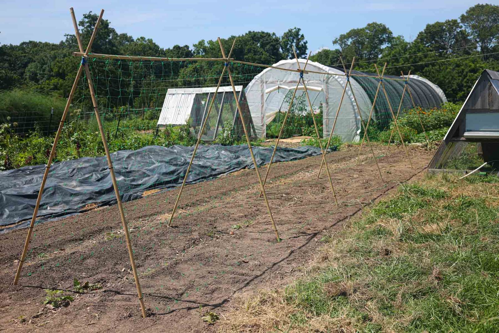 Healthy green bean plants growing on a trellis in a vegetable garden
