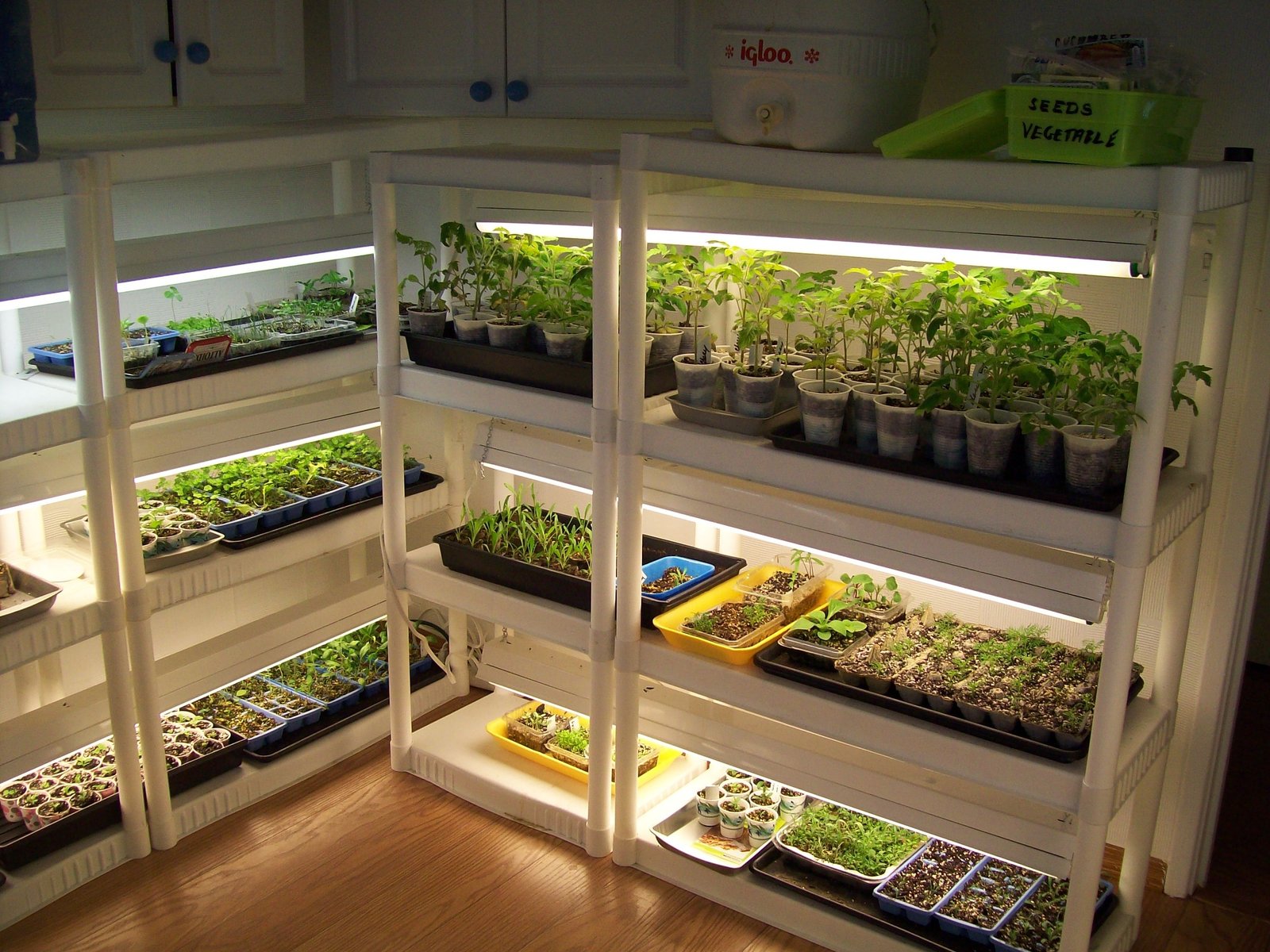 Houseplants growing under an indoor grow light when natural light is limited