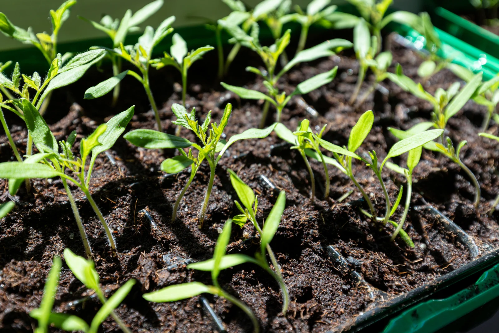 Seedlings being hardened off outdoors with gradual light and wind exposure
