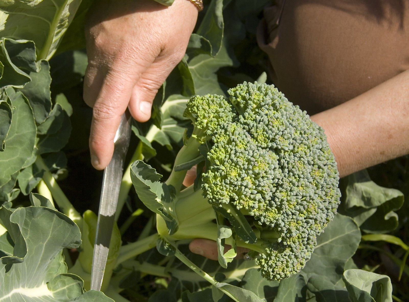 Harvesting a mature broccoli head with a clean garden knife
