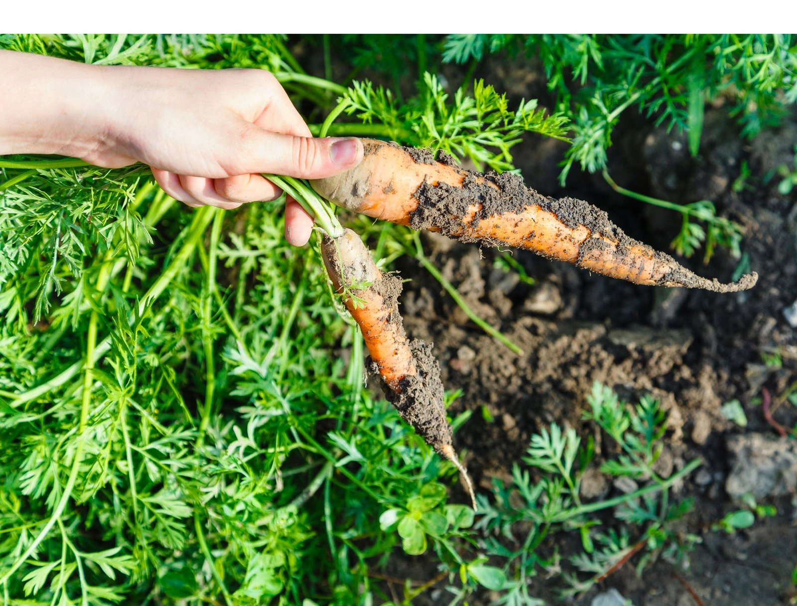 Harvesting mature carrots from loose garden soil
