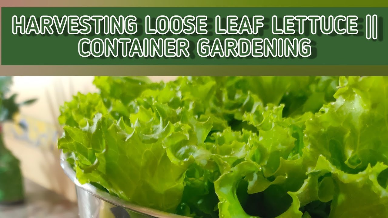 Harvesting outer leaves from mature loose-leaf lettuce plants