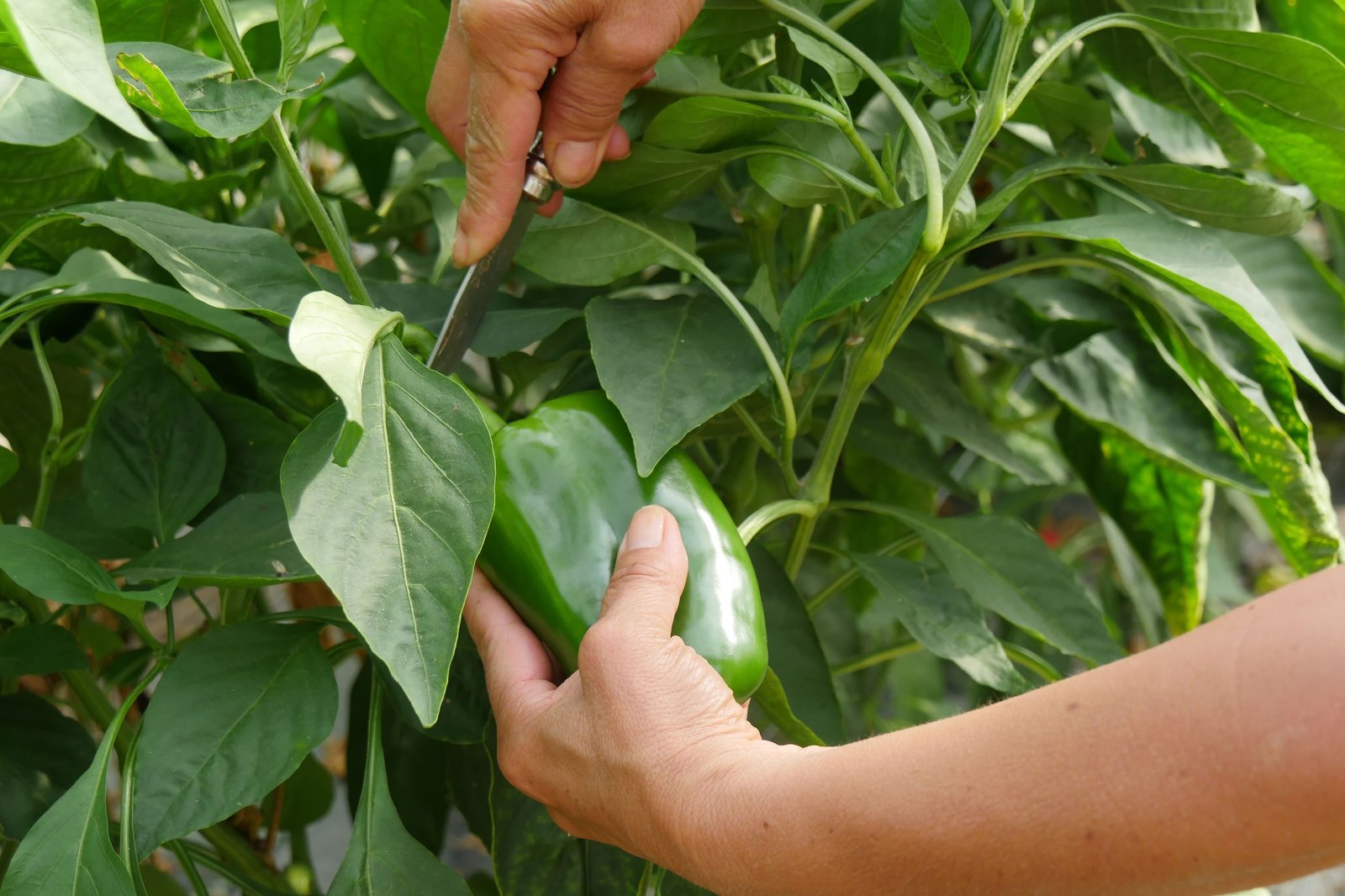 Harvesting ripe peppers from healthy garden plants with clean scissors