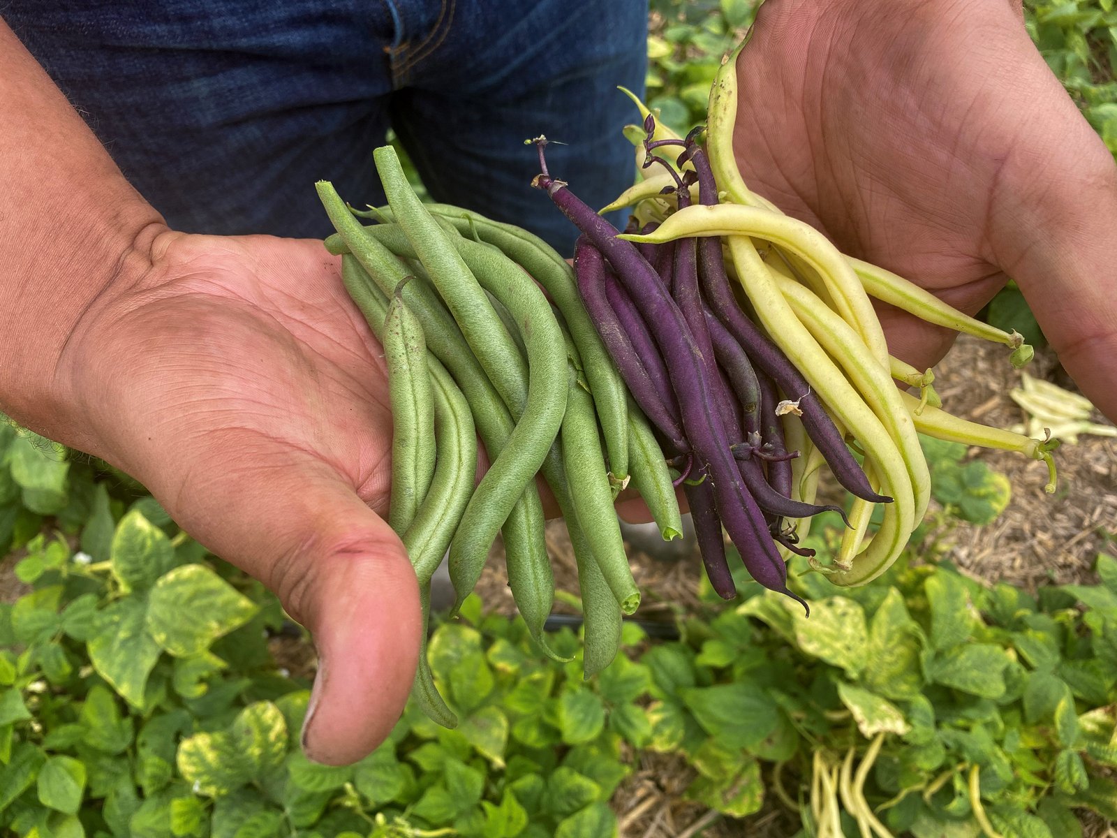 Harvesting tender green beans from productive garden plants