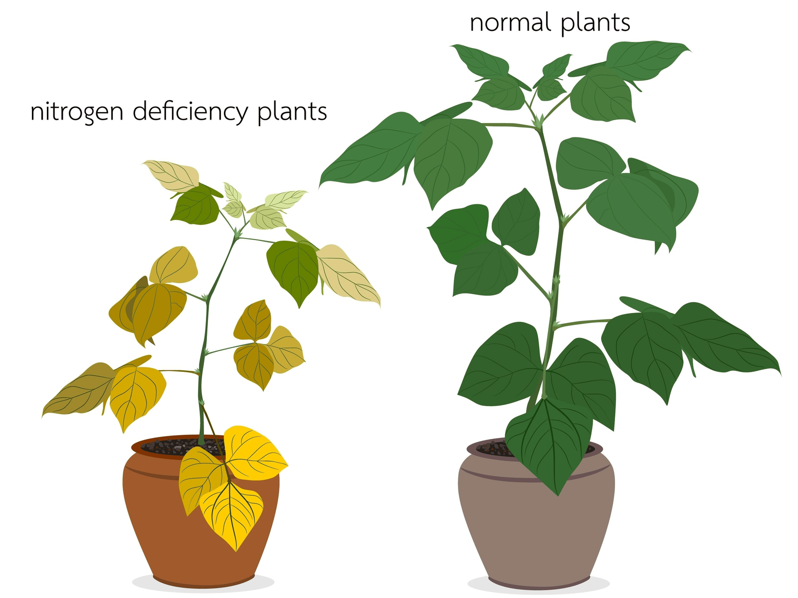 Healthy indoor houseplant showing balanced growth after proper feeding