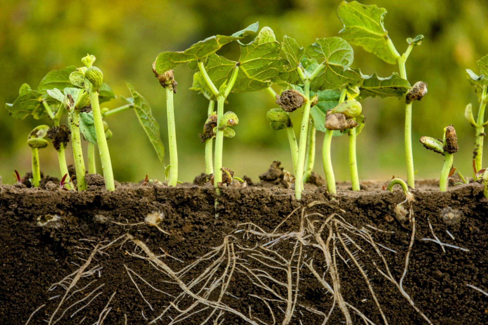 Inspecting leaves stems and roots before buying a healthy nursery plant