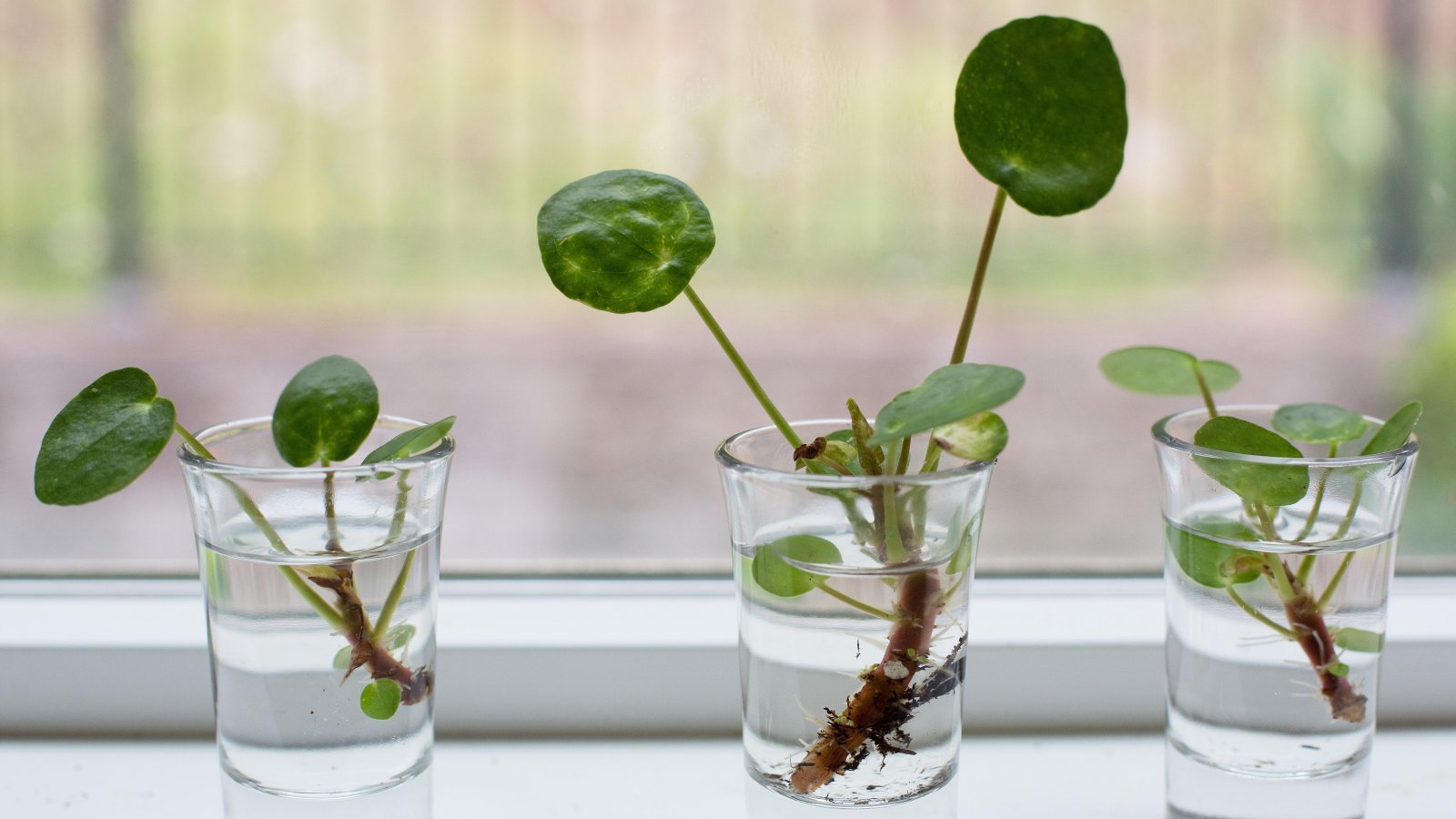 Healthy white roots on a successfully propagated houseplant cutting