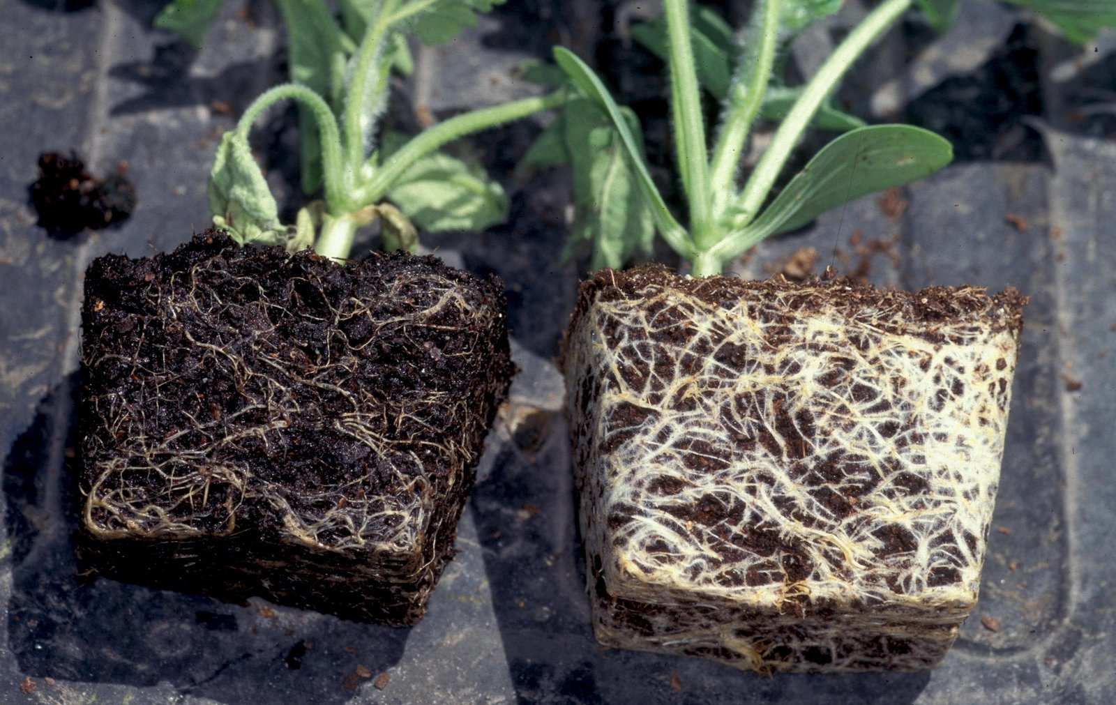 Comparison of healthy houseplant roots and dark mushy root rot